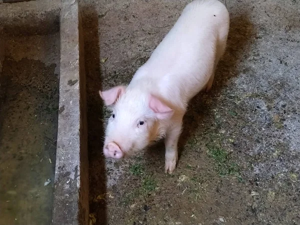 white pig in the barn. The animal raised its head and looks into the camera. Livestock raising in the countryside. Dirty floor in the barn under the feet of the pig.