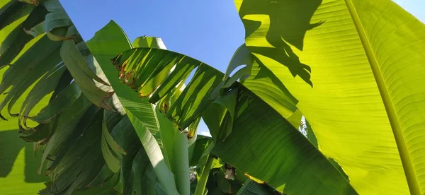 Folha Banana Verde Natureza Folha Banana Palmas Tropicais Contra Céu — Fotografia de Stock