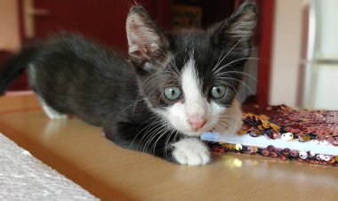 Uzun beyaz bıyıklı siyah beyaz kedi yavrusu kameraya poz veriyor. Genç komik hayvan, evde yaşıyor.