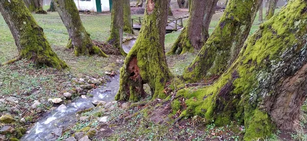 Boomstammen Met Mos Stroom Riviermond Bosnië Herzegovina Miljacka Rivier Voorjaarsbos — Stockfoto