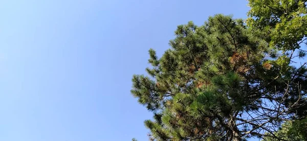 Pine Branches Blue Sky Natural Forest Background Copy Space Text — Stock Photo, Image