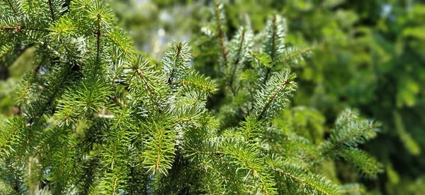 Gyönyörű Fényes Lucfenyő Ágak Természetes Háttér Vékony Tűlevelű Tűk Karácsonyfaágak — Stock Fotó