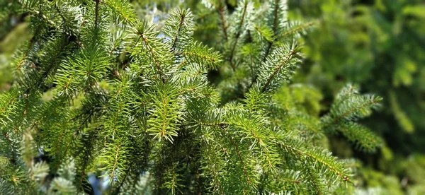 Schöne Glänzende Fichtenzweige Natürlicher Hintergrund Dünne Nadelhölzer Hintergrund Der Weihnachtsbaumzweige — Stockfoto