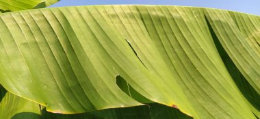 Muz dalları ve yapraklar. Tropik avuç içi. Güneşli bir hava. Tropicana yaprağı dokusu, geniş palmiye yaprağı yapısı ve yeşil arka plan.