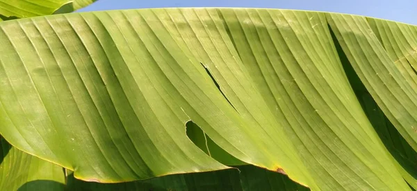 Banana branches and leaves. Tropical palm. Sunny weather. Tropicana leaf texture, large palm foliage nature and green background.