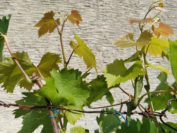 Metal tellere bağlanmış genç bir sarmaşık. Arka planda kıvrımlı alçı bir duvar var. Keskin kenarları güneşte parlayan yeşil yapraklar..