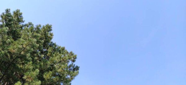 pine branches against the blue sky. Natural forest background. Free space for text.