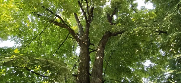 A linden tree with its branches spread wide. Fresh linden greens, Full green tree crown. Serbia, Vojvodina, Fruska Gora National Park. Partially defocused.