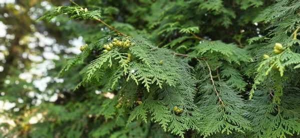 ヒノキ杉の木の枝 Thuja Ocidentalis Bushは常緑針葉樹で ヒノキ科のCupressaceaeです 円錐形の檜の枝のマクロ ストック画像