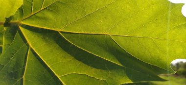 Akçaağaç yaprakları. Ağacın arka tarafındaki yapraklar. Arka plan bulanık. Seçici odaklı görüntü. Akçaağaç yaprağı arka ışığı kapat.