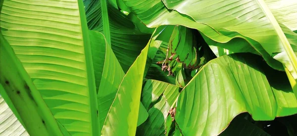 Ramas Hojas Plátano Palmera Tropical Clima Soleado Textura Hoja Tropicana — Foto de Stock