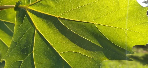 Hojas Arce Follaje Retroiluminado Árbol Fondo Borroso Imagen Con Enfoque —  Fotos de Stock