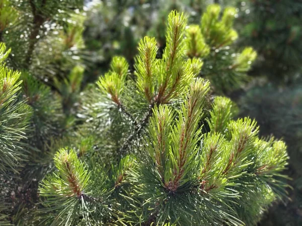 Nålar Tallgren Tallkvistar Och Barr Närbild Färska Gröna Tallgrenar Dagsljus — Stockfoto