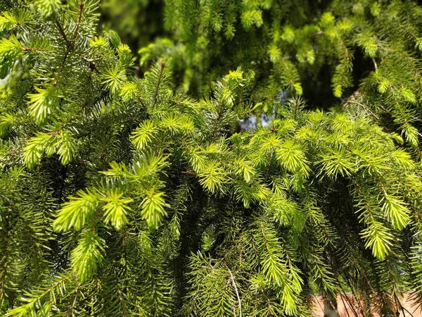 Prachtige Glanzende Sparren Takken Natuurlijke Achtergrond Dunne Naalden Van Naaldbomen — Stockfoto