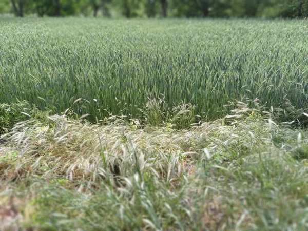 Настенный Ячмень Hordeum Murinum Растет Рядом Пшеничным Полем Сельскохозяйственные Зерновые — стоковое фото