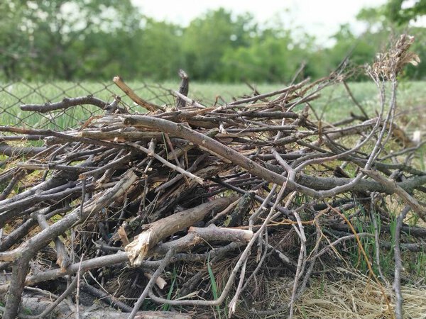 Close up of dry brushwood. Texture of dry twigs.