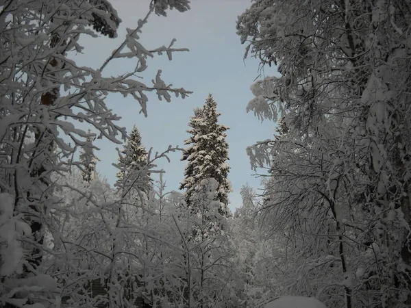 Bäume unter einer dicken Schneeschicht im Winter abends. Schöner nördlicher Sonnenuntergang. Laubbäume und alte Tannen. Republik Karelien, Russland. Nordwestrussland — Stockfoto