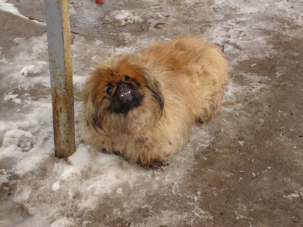 不幸な放棄された犬は凍った地面や雪の中にあります。犬には片目がない。長い赤い髪と垂れた耳。犬の歯の笑顔は悲しみのように見えます,あなたを見て — ストック写真