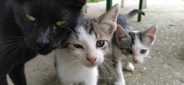 Οικογένεια Γατών Μαύρη Μητέρα Γάτα Και Δύο Λευκά Γκρι Ριγέ — Φωτογραφία Αρχείου