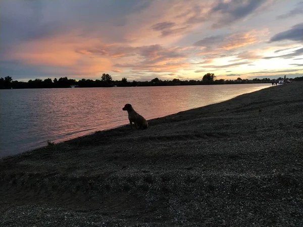 A lonely dog sits by the water and looks at the water. The dog heard a fish in the river and wants to catch it. Evening sunset. Rocky beach in the evening or at night. Colorful clouds in the sky.