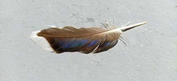 bird feather on a light background. A brown feather with a zeo-blue tint of color, visible under sunlight. Pearl color of bird plumage.