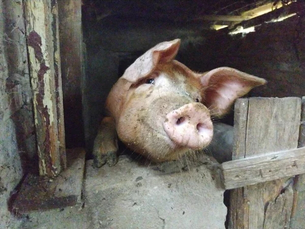 谷仓里的猪对着摄像机摆姿势 动物抬起鼻子 用眼睛看着摄像机 会社交的猪猪在农场里繁殖 大耳朵 小鼻子 猪笑了 — 图库照片