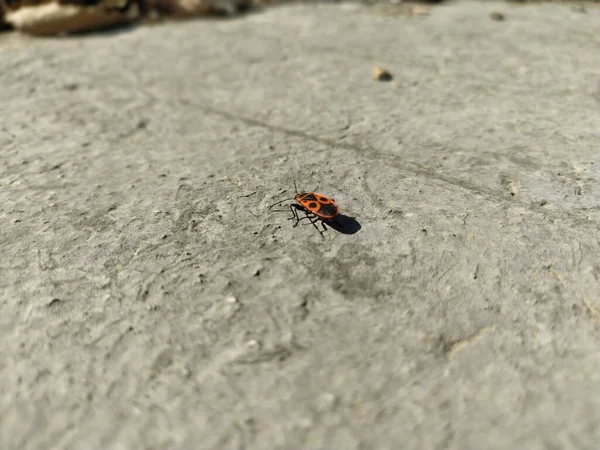 Eurydema Böceği Güneşli Havada Beton Veya Taş Yüzeylerde Yürür Böceğin — Stok fotoğraf