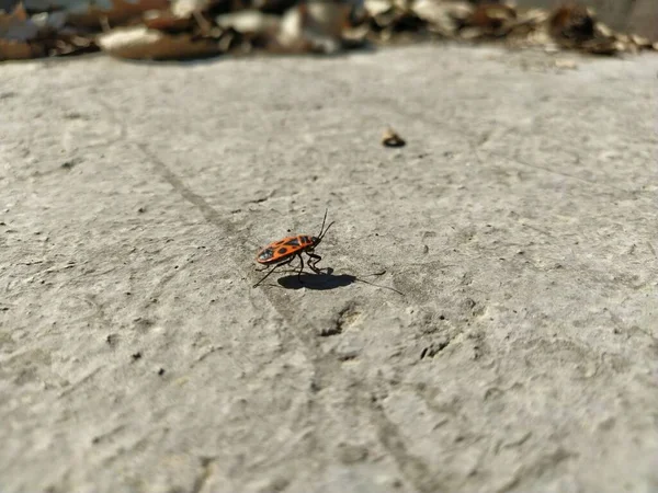 Eurydema Beetle Walks Concrete Stone Surfaces Sunny Weather Insect Has — Stock Photo, Image
