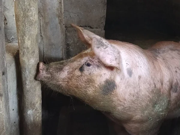 谷仓里的猪对着摄像机摆姿势 动物抬起鼻子 用眼睛看着摄像机 会社交的猪猪在农场里繁殖 猪耳朵大 鼻子小 — 图库照片