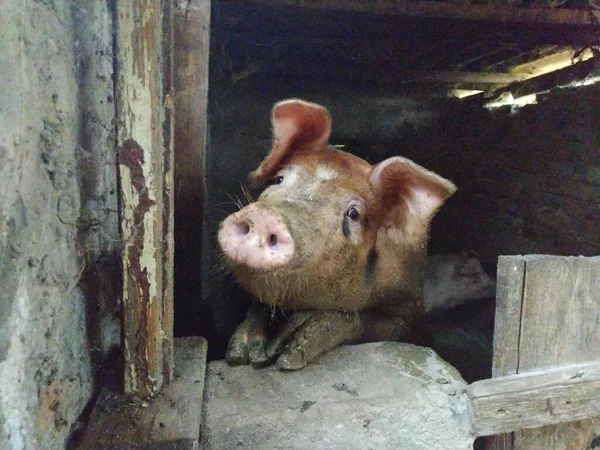 Świnia Stodole Pozuje Kamery Zwierzę Podnosi Nos Patrzy Kamerę Oczami — Zdjęcie stockowe