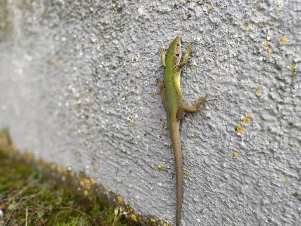 Lagarto Bonito Verde Senta Parede Posa Olhando Para Câmera Pele — Fotografia de Stock