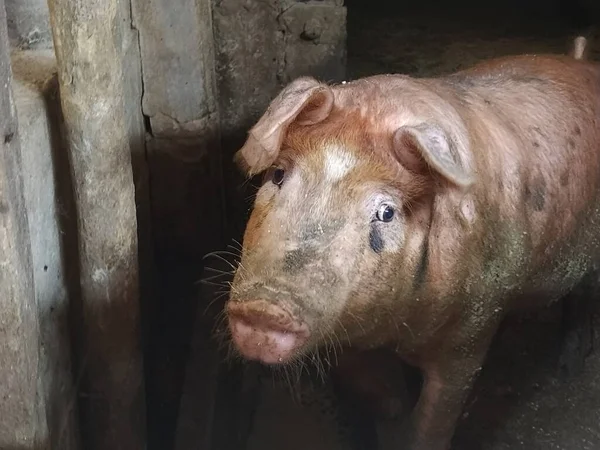 Ahırdaki Bir Domuz Kameraya Poz Veriyor Hayvan Burnunu Kaldırır Gözleriyle — Stok fotoğraf