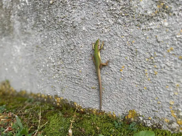 Lagarto Bonito Verde Senta Parede Posa Olhando Para Câmera Pele — Fotografia de Stock