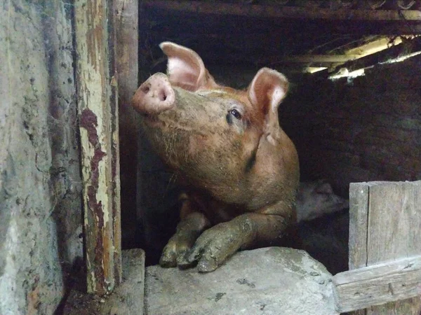 谷仓里的猪对着摄像机摆姿势 动物抬起鼻子 用眼睛看着摄像机 会社交的猪猪在农场里繁殖 猪耳朵大 鼻子小 — 图库照片