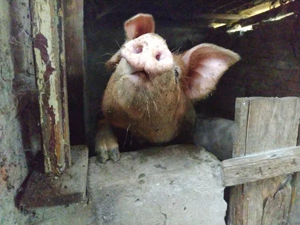 Maiale Fienile Posa Telecamera Animale Alza Naso Guarda Macchina Fotografica — Foto Stock