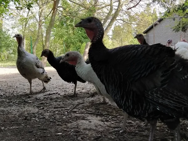 ターキーファーム 田舎の養鶏場で無料の範囲の七面鳥 農場の養鶏場 — ストック写真