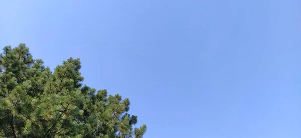 Ramas Pino Contra Cielo Azul Fondo Forestal Natural Espacio Libre — Foto de Stock