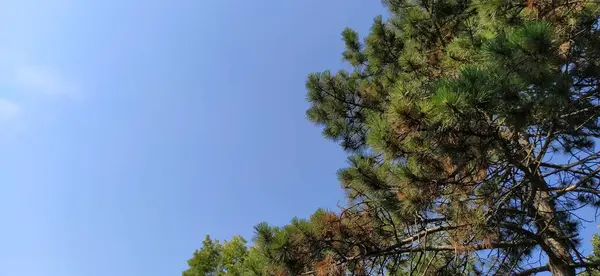 Ramos Pinheiro Contra Céu Azul Fundo Natural Floresta Espaço Cópia — Fotografia de Stock