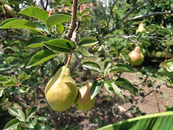 Pêras Ramo Várias Frutas Prontas Para Serem Colhidas Consumidas Plantas — Fotografia de Stock