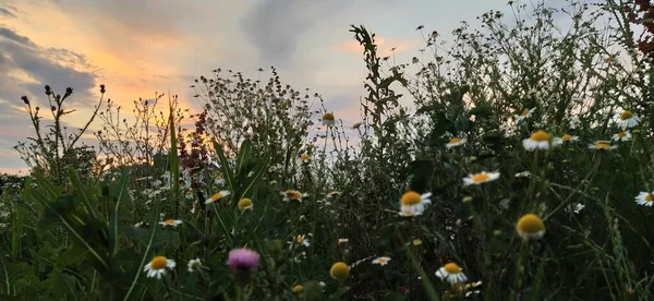 Gün batımında çayır bitkileri, mor çiçekler ve tahıllar. Arkadaki sarı-mavi gökyüzü. Yakın plan. Köyde yaz mevsimi. Ufkunuzu çekin ve sakin sakin bir hava olsun. Kısmen Odaklanmış Fotoğraf. Pankart.