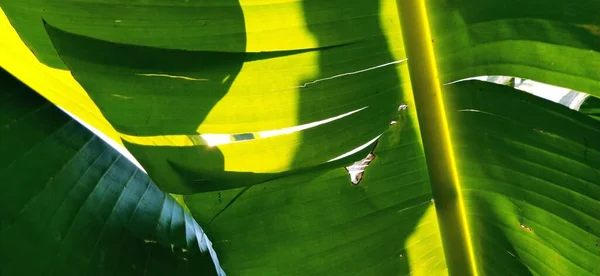 바나나 가지와 야자나무 피카나 커다란 야자나무 특성과 — 스톡 사진
