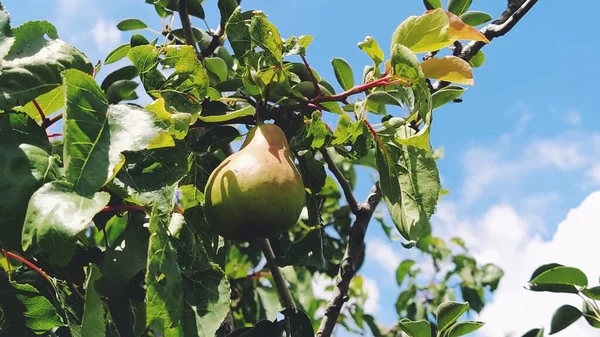 Birnen Auf Einem Zweig Mehrere Früchte Die Geerntet Und Verzehrt — Stockfoto