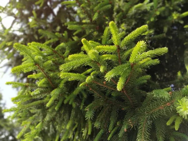 Bei Rami Abete Rosso Lucido Sfondo Naturale Aghi Sottili Conifere — Foto Stock