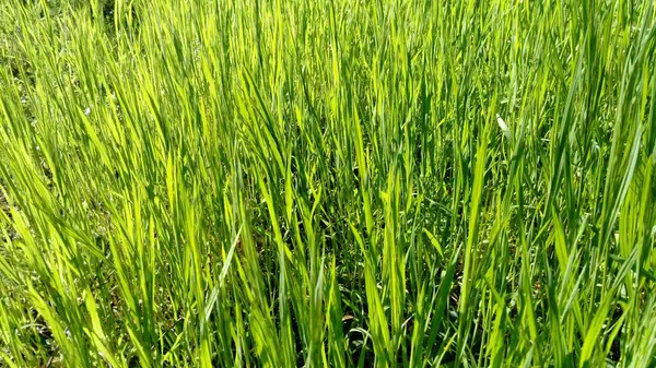 Зелена Трава Сонячним Промінням Пшеничне Поле Зимові Культури Проросли Весна — стокове фото
