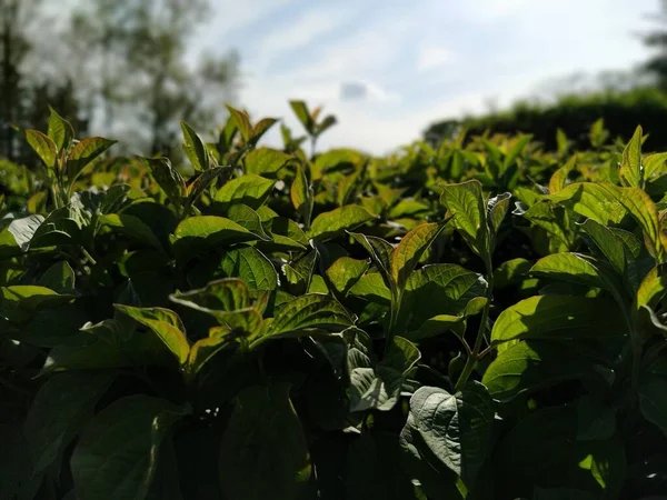 Plantas Verdes Close Com Luz Fundo Paisagismo Parque Cidade Desfocado — Fotografia de Stock