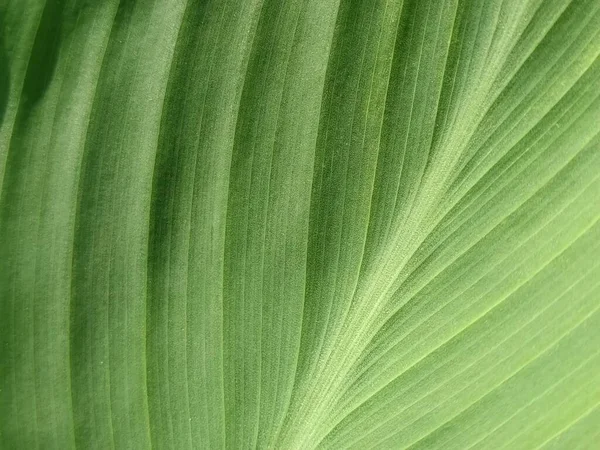 Abstrato Listrado Fundo Natural Verde Detalhes Folha Banana Hosta Tom — Fotografia de Stock