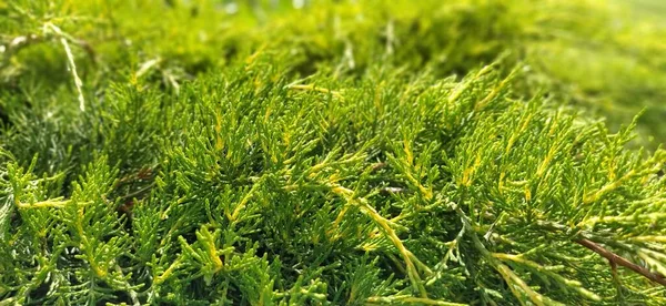 Thuja Vertrekt Van Dichtbij Thuja Een Geslacht Van Tweezaadlobbige Naaldbomen — Stockfoto