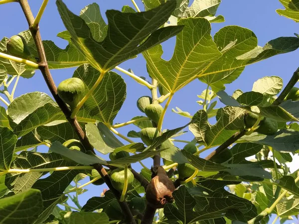 Figos Num Ramo Várias Frutas Prontas Para Serem Colhidas Consumidas — Fotografia de Stock