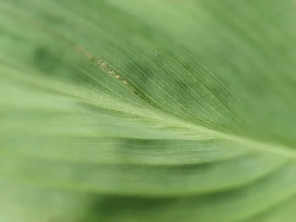 Résumé Fond Naturel Vert Rayé Détails Feuille Banane Hosta Tonalité — Photo