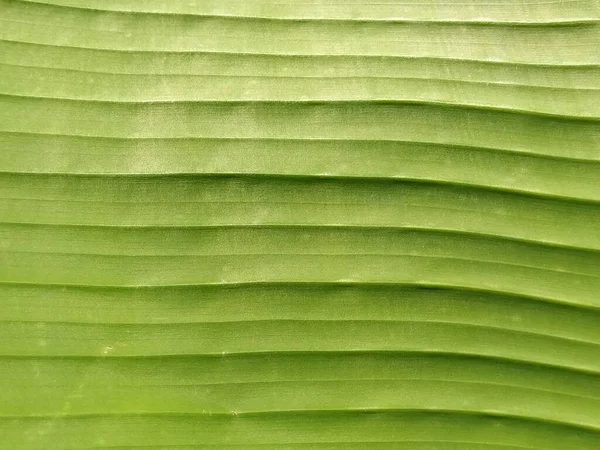 Fond Abstrait Flou Végétatif Rayé Vert Gros Plan Une Feuille — Photo